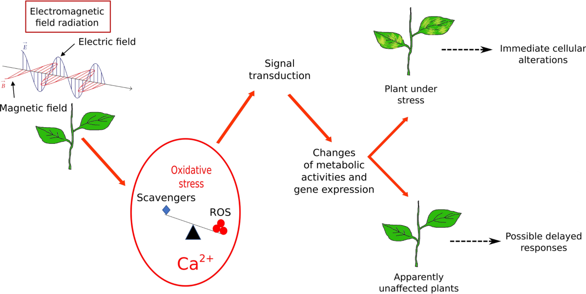 Plant Radiation Simulation